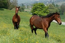 Weidefotos Pferde